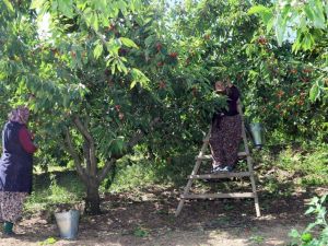 Kiraz üreticisi dert toplamaya başladı