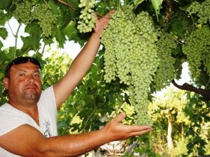 Sarıgöl’de üreticiler gece gündüz üzüm bağında