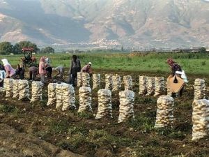 Patates tarlada 1 liranın altına düştü