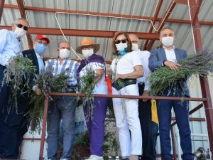 Salihli’de davullu zurnalı lavanta hasadı