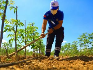 Büyükşehir’den Muğlalı çiftçilere ceviz fidanı desteği