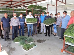 Turgutlulu üreticilere 200 bin fide ulaştırılacak