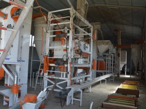 Akyurt’ta tohum eleme tesisi sezona hazır