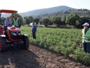 Ata tohumları filizlendi