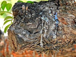 "Çeşme’den Sakız Damlıyor"