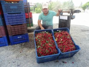 Vişnenin kilo fiyatında 9 yılda 50 kuruş artış oldu
