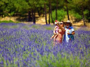 Muğla’nın ‘Mor’ tarlalarına ziyaretçi akını