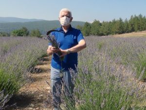 Lavanta hasadı başlıyor