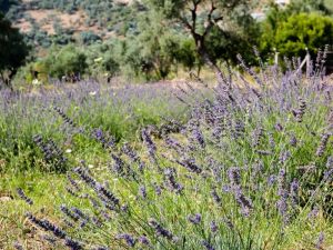 Buca’daki Doğancılar’da lavantalar hasada hazır