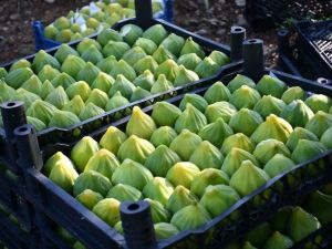 ’Yediveren’ inciri toplanmaya başlandı