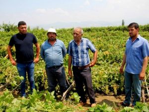 Sarıgöl’de dolu ve fırtına zarara yol açtı