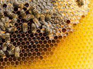 “Türkiye’de en çok çiçek ve çam balı tercih ediliyor”