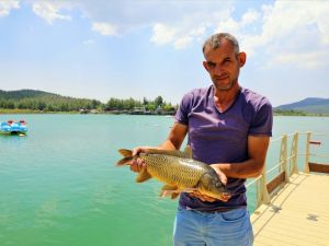 Sazanların boyu 50 santimetreye ulaştı