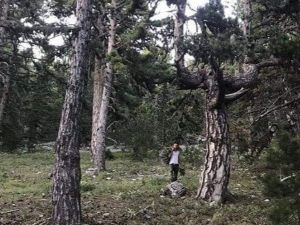 Şifa kaynağı kekik otu hasadı Akdağ yaylalarında başladı