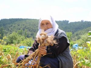 Hisarcık’ta sarımsak hasadı başladı