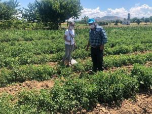Domateslerdeki ‘Mildiyö’ hastalığına karşı ilaçlama tavsiyesi