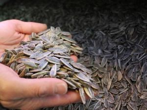 “Dünya’da Çinliler’den sonra en çok Türkler çitliyor”