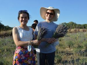 Yuntdağı’nda ilk lavanta hasadı Obasya’dan