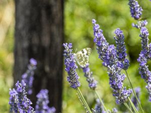 Mamak’ı lavanta kokusu sardı