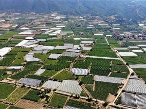 Sarıgöl Ovası beyaz örtüyle kaplanıyor