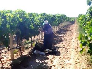 Sarıgöl’de üzüm hasadına başlandı