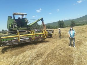 Simav’da hububat hasadı başladı