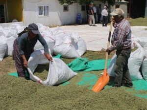 Bilinçli üreticilerin kekikleri dünyaya ihraç ediliyor