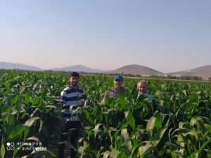 Başkan Hikmet Koyak: "Dondan zarar gören mısırlarımızı kurtarmayı başardık"
