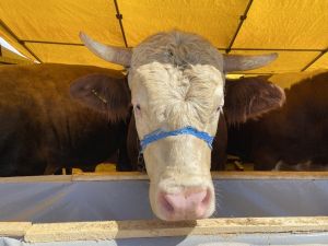 Otomobil fiyatına 1 ton 150 kiloluk kurbanlık