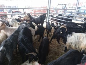 Küçükbaş kurbanlık daha çok rağbet görüyor