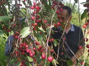 Bir bardak çay fiyatına 1 kilo vişne