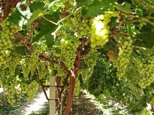 ‘Superior Seedless’ üzüm çeşidi için 2020 yılı hasat ve ihraç tarihleri belirlendi