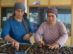 Salihli Kirazı’nın ünü, Birleşmiş Milletlere kadar uzandı