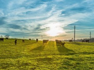 Pandemi nedeniyle eve teslim kurban hizmetine rağbet arttı