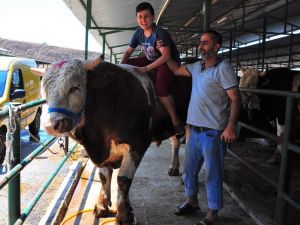 Kurbanlık tosun otomobil fiyatına satışa sunuldu