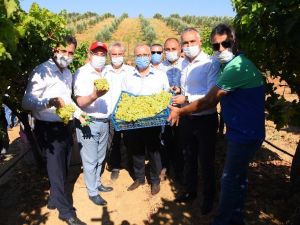 Salihli Ovası’nda ihracatlık üzümde hasat başladı