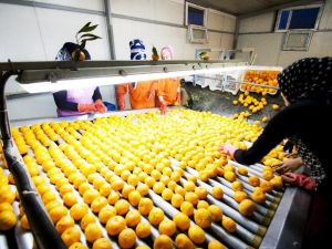 Ege Bölgesi narenciyede 434 bin 116 ton rekolte bekliyor