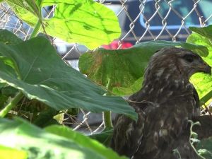 Yaralı şahin tedavi altına alındı