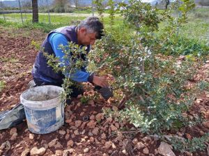 Muğla Büyükşehir Sakız fidanı üretiyor