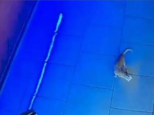 Rusya’da kasadan para çalan kedi suçüstü yakalandı
