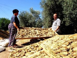 Sarıgöl’de tütün hasadı devam ediyor