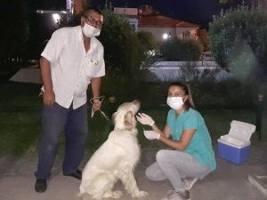 Salihli’de av köpekleri aşılandı