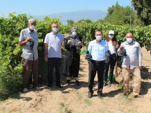 Türk mühendislerinden yüksek verimli üzüm