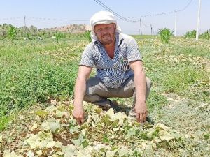 Salatalıkta ikinci ekim dönemi