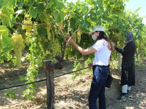 Alaşehir’de salkım güvesine karşı mesajlı uyarı