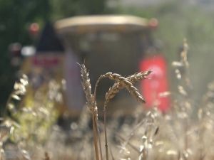 Uşak’ta yerli buğday hasadı yapıldı