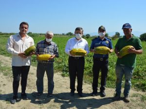 Manisa’da ‘Altınbaş Kavunu’nda hasat başladı