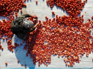 İtalya’nın pizzasına, ABD’nin hamburgerine Torbalı domatesi