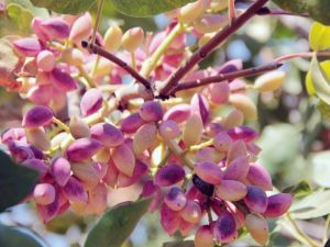 Siirt’in yeşil altını Aydın’dan dağılıyor