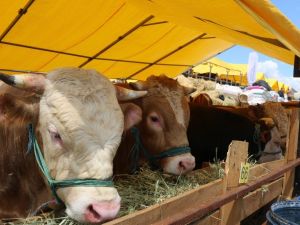 Kurbanlıkların fiyatları düştü ama alıcı yok